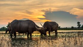 Capture the authentic charm of Laos’s cultural scene